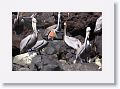 Day1-AM-ToLasAnimas - 50 * Brown Pelicans. * Brown Pelicans.